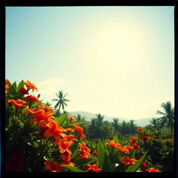 Song Cover